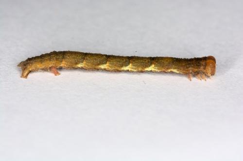 Réf. 293 754 : Cyclophora sp.